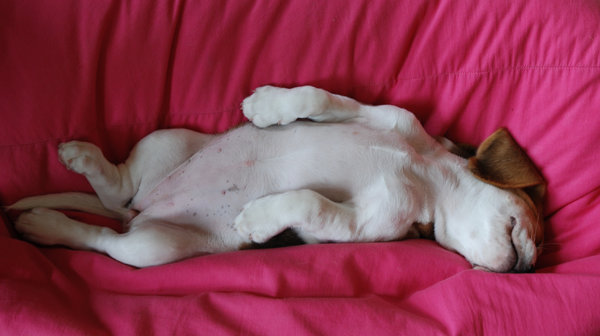 Puppy Nap: Beagle puppy Wilma, 9 weeks, taking a nap on a bean bag.