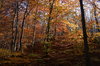 Autumn Forest: As seen on a walk on a sunny morning at the Danube Bend