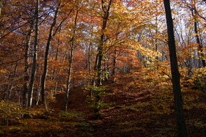 jesienny las: 