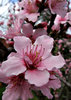 flowering plum tree: Spring display of blossoms on flowering plum trees