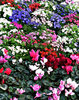 city flowers display: boxed plants in city flowers display
