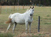 fenced in: white horse in fenced off paddock