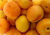 apricot orange: ripe apricots suitable for eating, cooking, jam making, canning