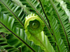 green curl: large tropical garden fern