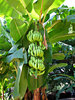banana growth: bunches of green growing bananas on banana tree