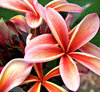 fiery frangipani3: fiery coloured frangipani