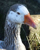 blue eyed goose: multi-coloured bue eyed goose