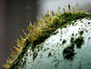 new world beginning: rain covered moss 'jungle' on round stone globe