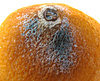 orange skin pimple: raised spot of rotting orange showing discoloration and mold