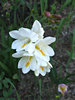 delicate white: strongly scented white freesia - both a garden plant and a competing bushland weed (in Australia)