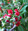 tangled buds: red bottlebrush flower buds beginning to open - Australian flora