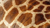 giraffe skin tones2: image of side & hide of a giraffe