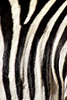 black & white stripes2: black and white zebra strip patterns
