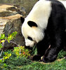 panda: giant panda bears at the Adelaide zoo