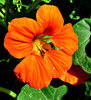 nasturcja kwiat - pomarańczowy: 