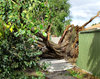 storm damage1: damage caused by large tree blown over during storm