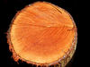 timber textures1: freshly sawn through tree trunk