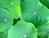 nasturtium leaves: front side of common nasturtium leaves