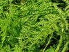 fine foliage: fast growing fine foliage of tangled garden creeper