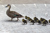 walk this way: Australian wild duck leading and guiding her chicks