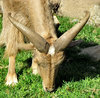 horned grazer1: Barbary sheep keeping grass down in zoo