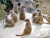 meerkat meeting: gathering of meerkats