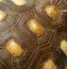 tortoise shell contours3: abstract appearance of large radiated tortoise carapace - shell