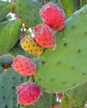 prickly pear fruit6b: 