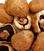 bruin mushrooms4: 