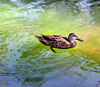 wild duck3b: Australian wild duck swimming
