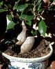 bonsai world8: the miniature world of bonsai plants
