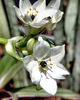 white flowers1: small cluster of Star of Bethlehem hardy bulb flowers