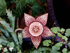cactus ster flower2: 