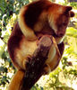 in mothers care4: rare and endangered Goodfellow’s tree kangaroo mother with joey in pouch