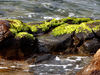 sticking to shore5: algal attached rocky shore