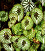 begonia backgrounds10: rich and varied colorful foliage of Begonia plants