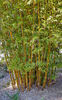 bamboe klont1: 