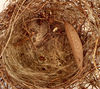 empty nest2b: small bird’s empty nest