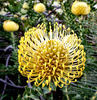 flores de acerico amarillas1: 