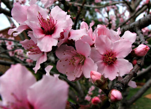 flowering plum tree: 