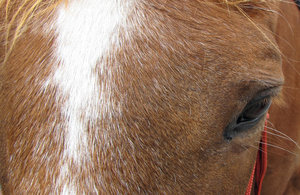 blink of an eye: close up of horse's face and eye