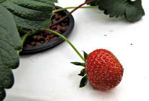 strawberry growth: hydroponically grown strawberry plants