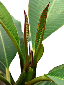 ladder leaves: the new leaves of a frangipani tree