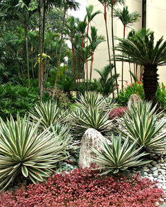 palm garden path: 