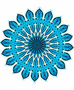 blue star flower: 