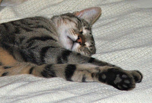 pussycat bedtime: tabby cat asleep on bed