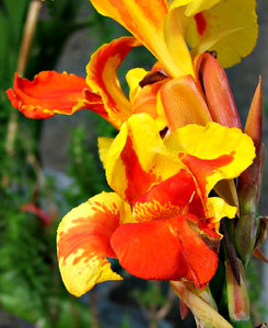 fiery flower2: brilliantly coloured garden flower