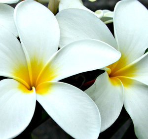 frangipani white1: white frangipani flowers