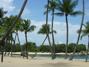 tropical paradise?: 