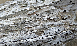 worm-eaten driftwood in sand: worm-eaten driftwood in beach sand